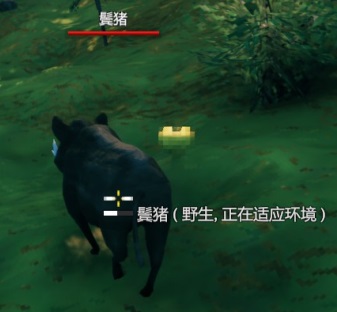 Valheim英灵神殿怎么养猪 鬂猪驯养攻略